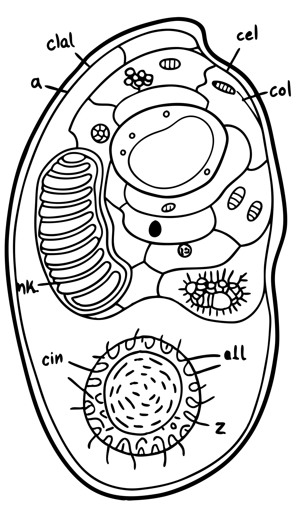 animal cell coloring page